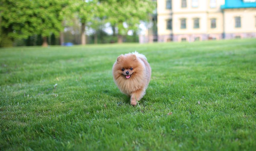 5 Tips for Introducing American Eskimo Dog Puppies to New Environments